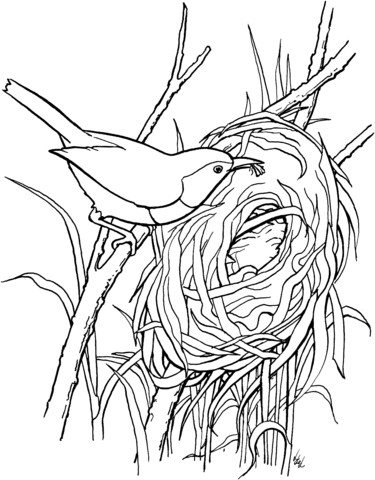 Rufous Breasted Wren Bird Build A Nest Coloring Page